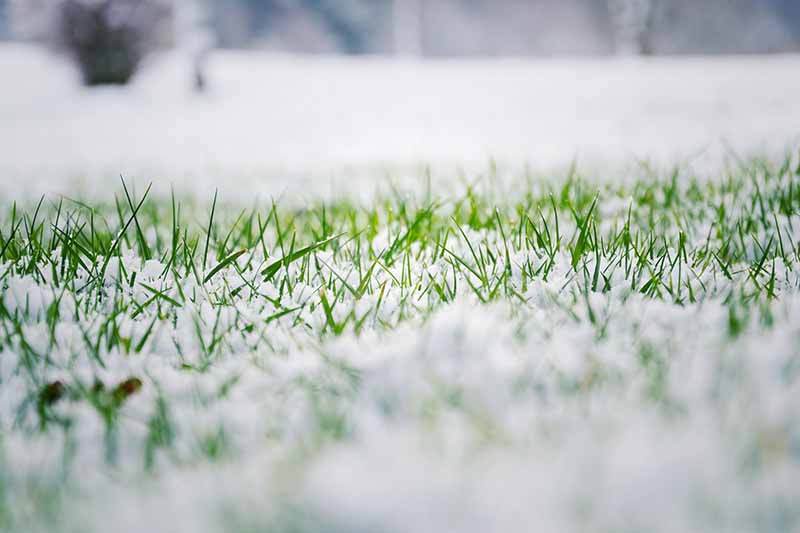 Snow Services